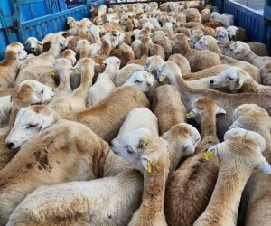sheep
